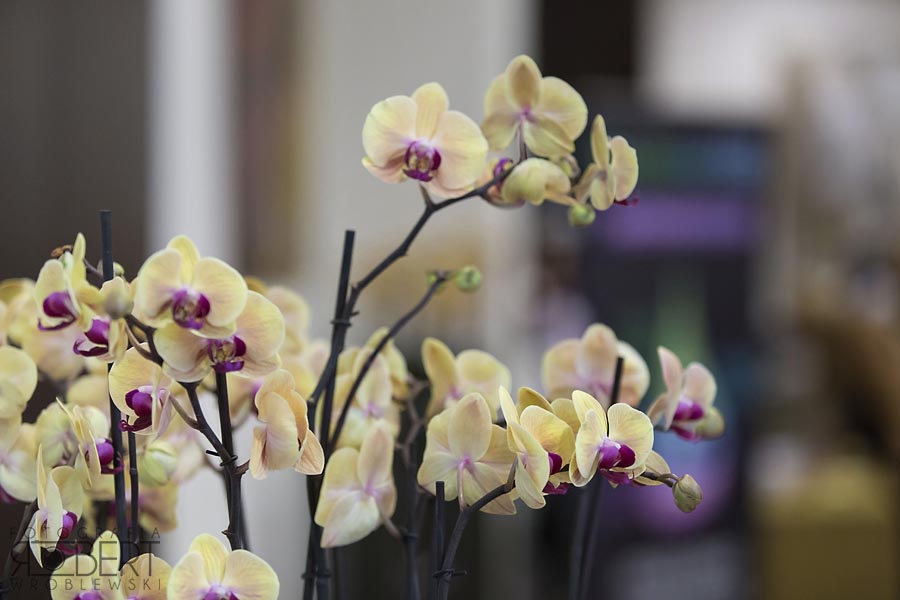 konferencja Thea fotograf