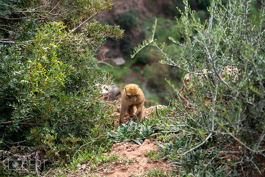 Maroko / Morocco