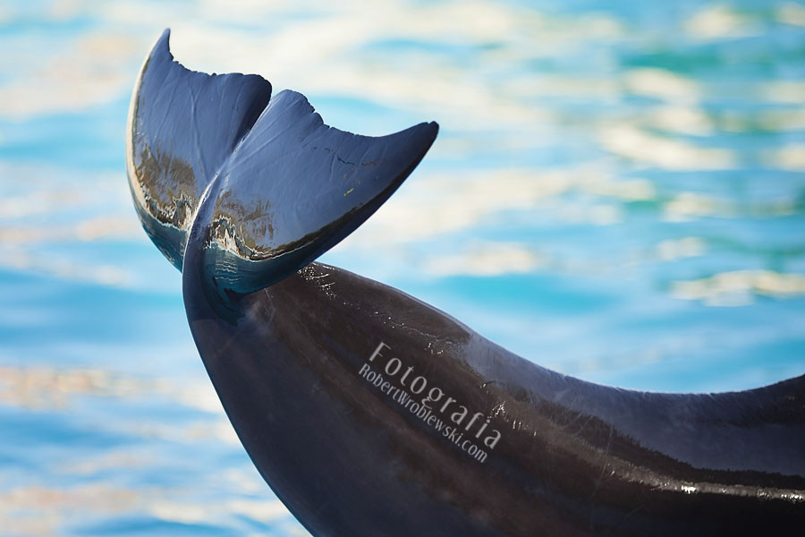 Delfinarium