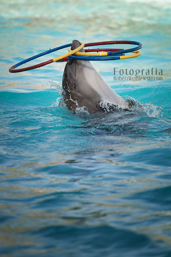 Delfinarium