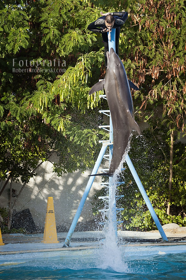 Delfinarium
