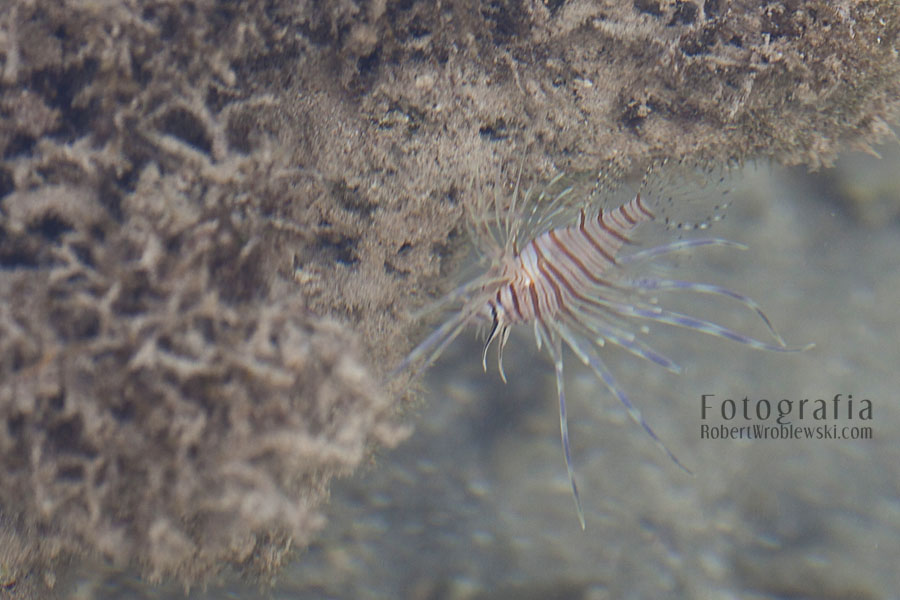 Skrzydlica - Lion Fish