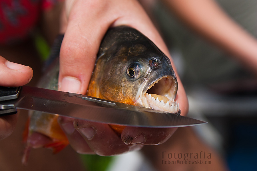Pirania z Orinoko | Pirhania from Orinoco