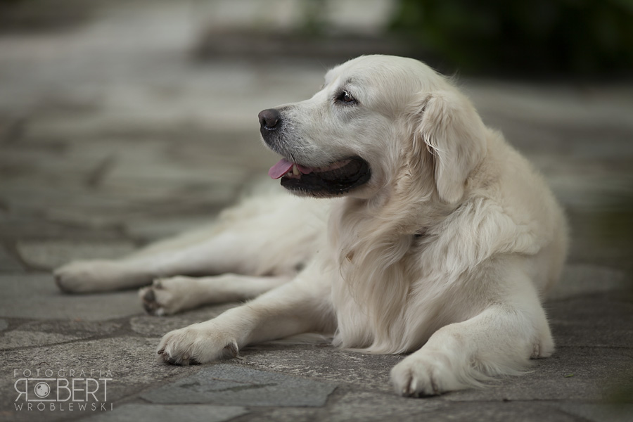 Szczęśliwi Maria i Rodrigo w dniu ślubu