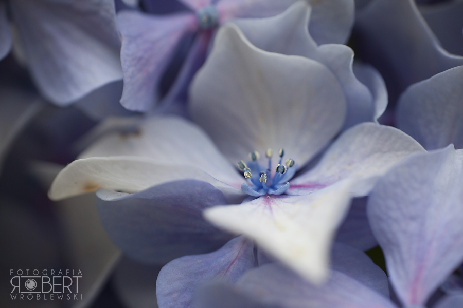 Miasteczko La Guarda zdjęcia ślubne